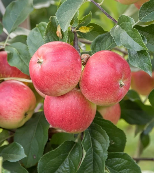 Rubinola Ⓢ Malus Domestica `Rubinola´ 1 Rubinola Ⓢ Malus Domestica `Rubinola´