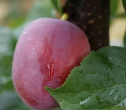 Neu eingetroffen 16 Rote Säulen-Mirabelle `Ruby´ Wurzelnackt Prunus Domestica Subsp. Syriaca `Ruby´