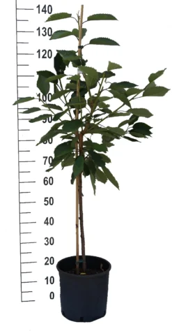 Stella - Selbstfruchtbar Prunus Avium `Stella´ 8 Stella - Selbstfruchtbar Prunus Avium `Stella´ -Grüne Vielfalt S sskirsche Beispiel Buschbaum7rL8aJ76TCN1Z