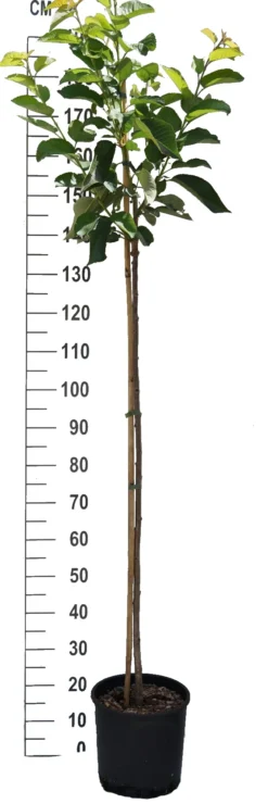 Süßkirsche `Tamara´ Prunus Avium 7 Süßkirsche `Tamara´ Prunus Avium -Grüne Vielfalt S sskirsche Beispiel HalbstammcLcUEpedDRI0R