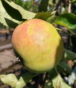 Säulenapfel `Goldcats´ Malus Domestica `Goldcats´