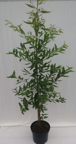 Säulenmandel Prunus Dulcis 1 Säulenmandel Prunus Dulcis