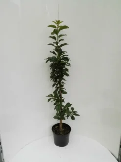 Säulensauerkirsche `Jachim´ Prunus Cerasus `Jachim´ -Grüne Vielfalt S ulensauerkirsche