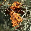 Sanddorn `Friesdorfer Orange´ (selbstfruchtbar) Hippophae Rhamnoides `Friesdorfer Orange´