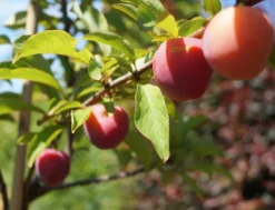 Santa Rosa Japanische Pflaume Prunus Salicina `Santa Rosa´ 7 Santa Rosa Japanische Pflaume Prunus Salicina `Santa Rosa´ -Grüne Vielfalt Santa Rosa Frucht im Juli