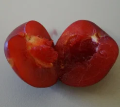 Santa Rosa Japanische Pflaume Prunus Salicina `Santa Rosa´ 9 Santa Rosa Japanische Pflaume Prunus Salicina `Santa Rosa´ -Grüne Vielfalt Santa rosa fruchtfleisch