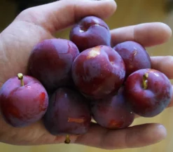 Santa Rosa Japanische Pflaume Prunus Salicina `Santa Rosa´ 8 Santa Rosa Japanische Pflaume Prunus Salicina `Santa Rosa´ -Grüne Vielfalt Santa rosa45