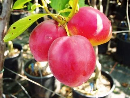 Santa Rosa Japanische Pflaume Prunus Salicina `Santa Rosa´ 1 Santa Rosa Japanische Pflaume Prunus Salicina `Santa Rosa´