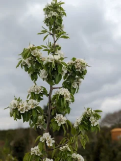 Säulenbirne `Saphira´ 150-175cm (zweijährig) Pyrus Communis `Saphira´ -Grüne Vielfalt Saphira Bl te2