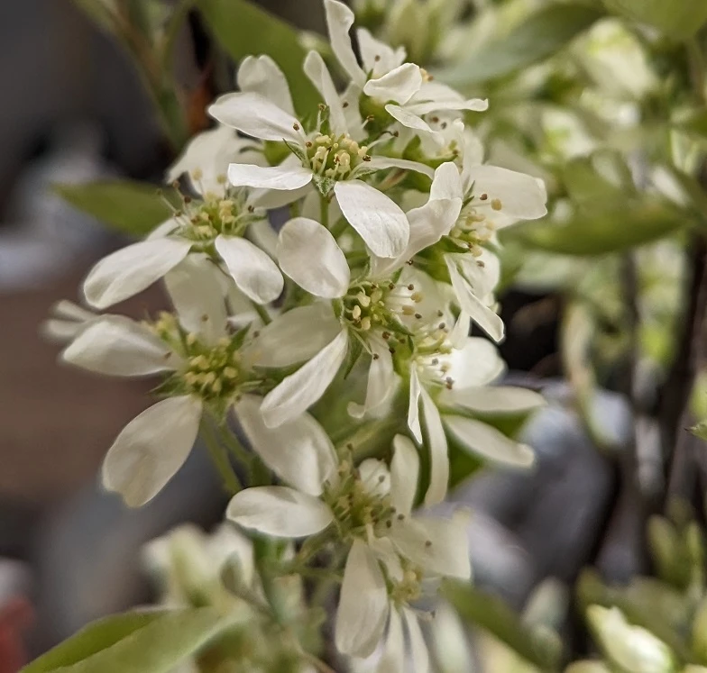 Felsenbirne `Saskablue®´ Amelanchier Alnifolia `Saskablue´ 2 Felsenbirne `Saskablue®´ Amelanchier Alnifolia `Saskablue´ – Bild 2