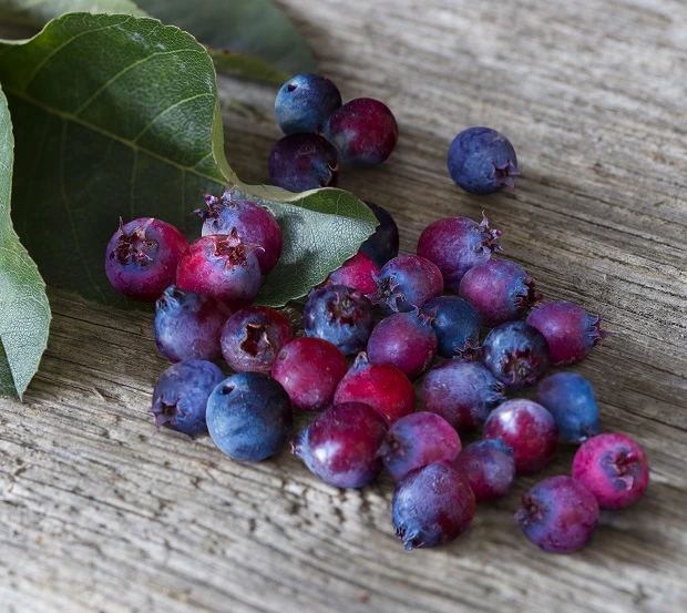 Saskatoon Berry Amelanchier Alnifolia `Saskatoon Berry´ 1 Saskatoon Berry Amelanchier Alnifolia `Saskatoon Berry´