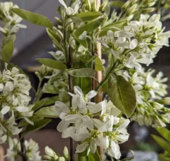 Saskatoon Berry Amelanchier Alnifolia `Saskatoon Berry´ 9 Saskatoon Berry Amelanchier Alnifolia `Saskatoon Berry´ -Grüne Vielfalt Saskatoon berry Bl te