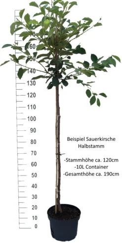 Achat Ⓢ Prunus Cerasus `Achat´ -Grüne Vielfalt Sauerkirsche Beispiel HalbstammSphsrgK2BLwq4