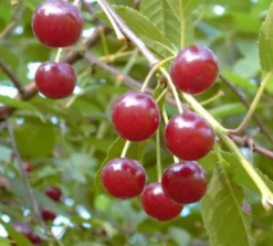 Werdersche Glaskirsche Prunus Cerasus `Werdersche Glaskirsche´