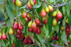 Neu eingetroffen -Grüne Vielfalt Sch nbrunner Gourmet Dirndl