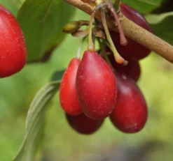 Großfrüchtige Kornelkirsche `Schönbrunner Gourmet Dirndl´ Cornus Mas `Schönbrunner Gourmetdirndl´ -Grüne Vielfalt Sch nbrunner2