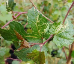 Porzellanbeere / Scheinrebe `Elegans´ Ampelopsis Brevipedunculata `Elegans´ 6 Porzellanbeere / Scheinrebe `Elegans´ Ampelopsis Brevipedunculata `Elegans´ -Grüne Vielfalt Scheinrebe Amelopsis