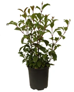 Duftender Winterschneeball `Dawn´ Viburnum Bodnantense `Dawn´ -Grüne Vielfalt Schneeball Dawn weiss