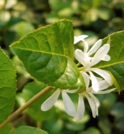 Schneeflockenstrauch Chionanthus Retusus -Grüne Vielfalt Schneeflockenstrauch1