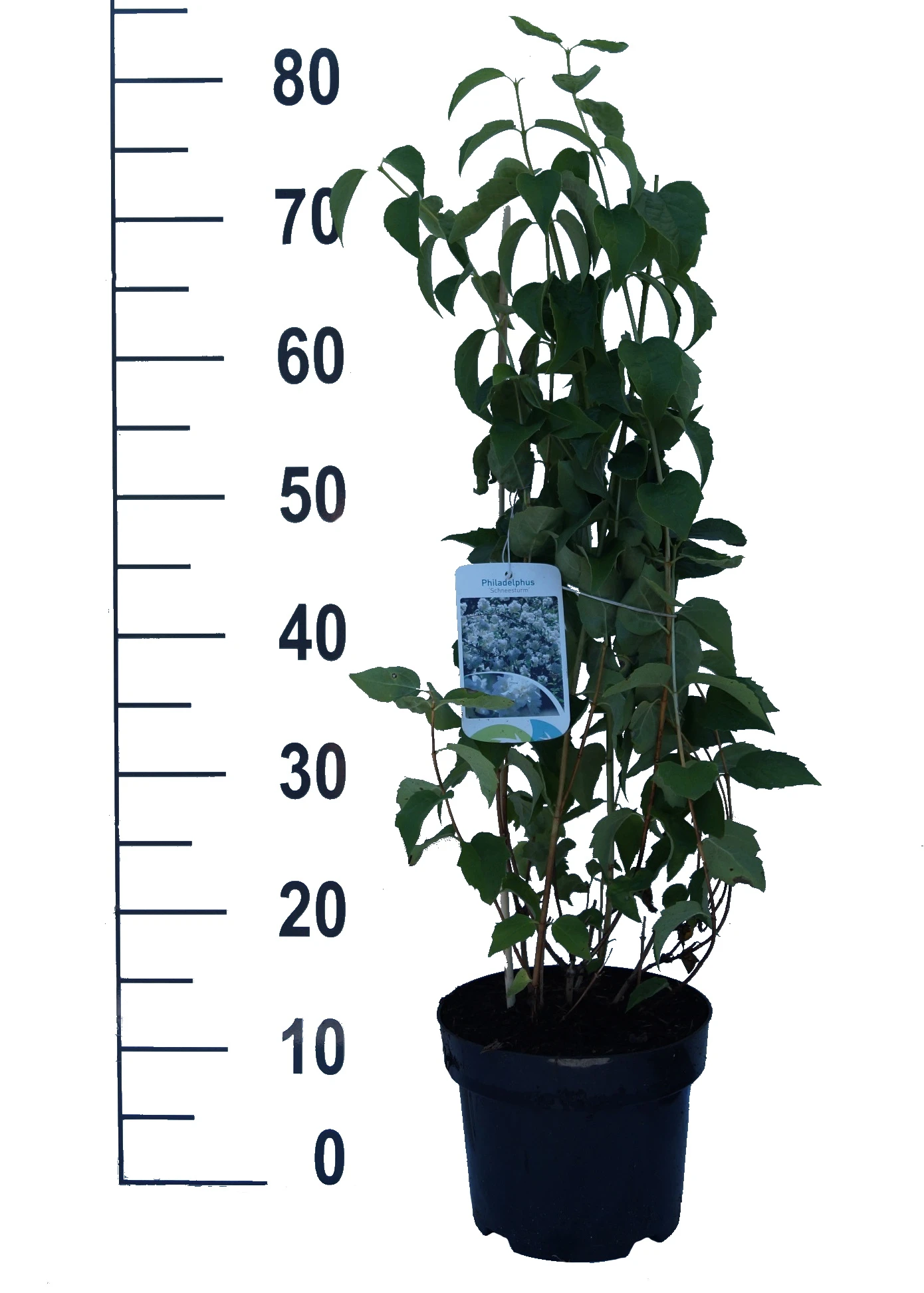 Bauern-Jasmin `Schneesturm´ Philadelphus Coronarius `Schneesturm´ 3 Bauern-Jasmin `Schneesturm´ Philadelphus Coronarius `Schneesturm´ – Bild 3