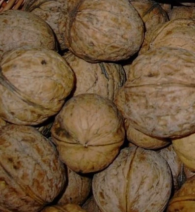 Echter Walnussbaum Juglans Regia 1 Echter Walnussbaum Juglans Regia