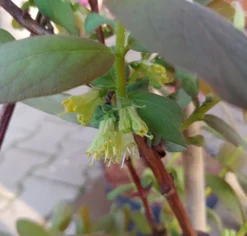 Sibirische Blaubeere / Honigbeere `Wojtek´ Lonicera Kamtschatica `Wojtek´ -Grüne Vielfalt Sibirische Blaubeere bl te2