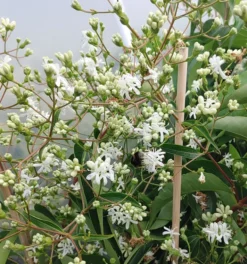 Sieben-Söhne-des-Himmels-Strauch Heptacodium Miconioides -Grüne Vielfalt Sieben S hne