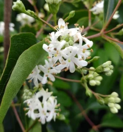 Sieben-Söhne-des-Himmels-Strauch Heptacodium Miconioides -Grüne Vielfalt Sieben S hne des Himmels