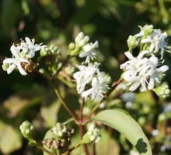 Sieben-Söhne-des-Himmels-Strauch Heptacodium Miconioides -Grüne Vielfalt Sieben S hne des himmels 1