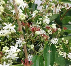 Sieben-Söhne-des-Himmels-Strauch Heptacodium Miconioides -Grüne Vielfalt Sieben s hne1