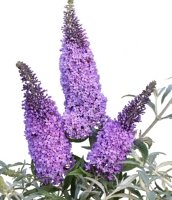 Schmetterlingsflieder Butterfly Candy® (versch. Farben) Buddleja Davidii -Grüne Vielfalt Sommerflieder lila blau