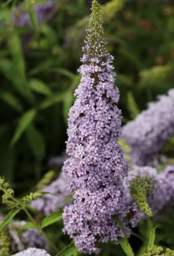Schmetterlingsflieder Butterfly Candy® (versch. Farben) Buddleja Davidii -Grüne Vielfalt Sommerflieder lila weiss