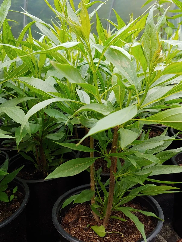 Sommerglocke / Baumoleander `Summer Bells´ Chitalpa Tashkentensis `Summer Bells´ 2 Sommerglocke / Baumoleander `Summer Bells´ Chitalpa Tashkentensis `Summer Bells´ – Bild 2