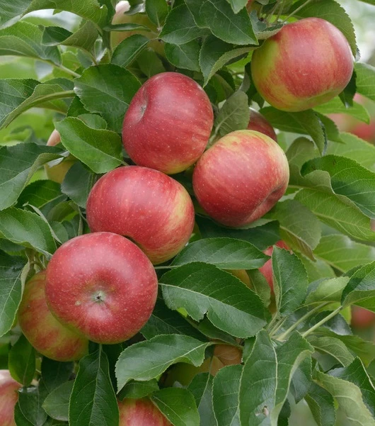 Säulenapfel `SonateⓈ´ Malus Domestica `Sonate´ 1 Säulenapfel `SonateⓈ´ Malus Domestica `Sonate´