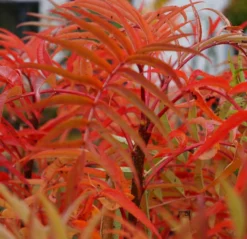 Eberesche `Dodong´ Sorbus Conmixta `Dodong´ -Grüne Vielfalt Sorbus Dodong4