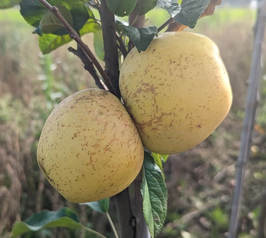 Spanischer Krautapfel Malus Domestica `Spanischer Krautapfel´ 2 Spanischer Krautapfel Malus Domestica `Spanischer Krautapfel´ – Bild 2