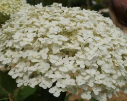 Garten-Hortensie `Incrediball®´ Hydrangea Arborescens -Grüne Vielfalt Strong anabelle1