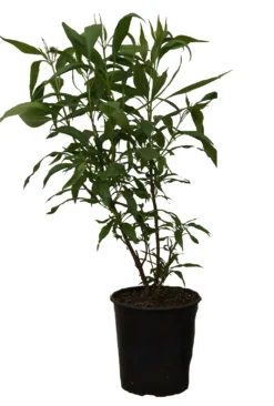 Sommerglocke / Baumoleander `Summer Bells´ Chitalpa Tashkentensis `Summer Bells´ 9 Sommerglocke / Baumoleander `Summer Bells´ Chitalpa Tashkentensis `Summer Bells´ -Grüne Vielfalt Summer bells