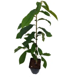Neu eingetroffen 10 Veredelte Indianerbanane `Sunflower´ Asimina Triloba `Sunflower´