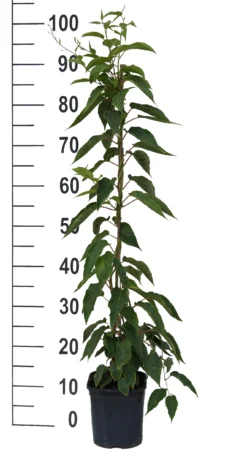 Bayernkiwi 3er-Set Mit Großfrüchtigen Sorten Actinidia Arguta 5 Bayernkiwi 3er-Set Mit Großfrüchtigen Sorten Actinidia Arguta -Grüne Vielfalt Super Jumbo weissFvoRaFC425vl0