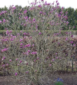 Purpur-Magnolie `Susan´ Magnolia Liliiflora `Susan´ -Grüne Vielfalt Susan Bl tezeit