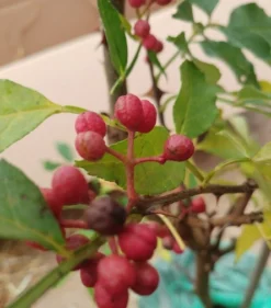 Szechuan Pfeffer Zanthoxylum Simulans 5 Szechuan Pfeffer Zanthoxylum Simulans -Grüne Vielfalt Szechuan Pfeffer