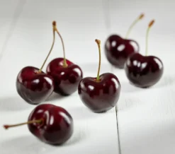 Süßkirsche `Tamara´ Prunus Avium