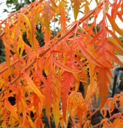 Essigbaum `Tiger Eyes´ Rhus Typhina `Tiger Eyes´ -Grüne Vielfalt Tiger Eyes Rhus