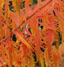 Essigbaum `Tiger Eyes´ Rhus Typhina `Tiger Eyes´ -Grüne Vielfalt Tiger Eyes Rhus1
