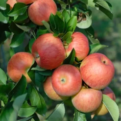Neu eingetroffen 4 Topaz ® Malus Domestica
