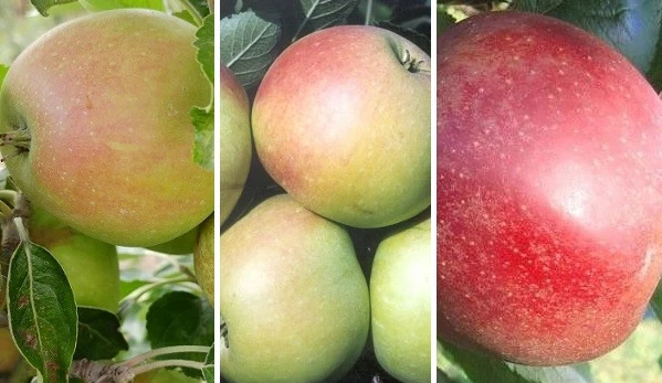 Drei-Sorten-Apfelbaum (Finkenwerder Prinz, James Grieve, Roter Boskoop) Malus Domestica 1 Drei-Sorten-Apfelbaum (Finkenwerder Prinz, James Grieve, Roter Boskoop) Malus Domestica