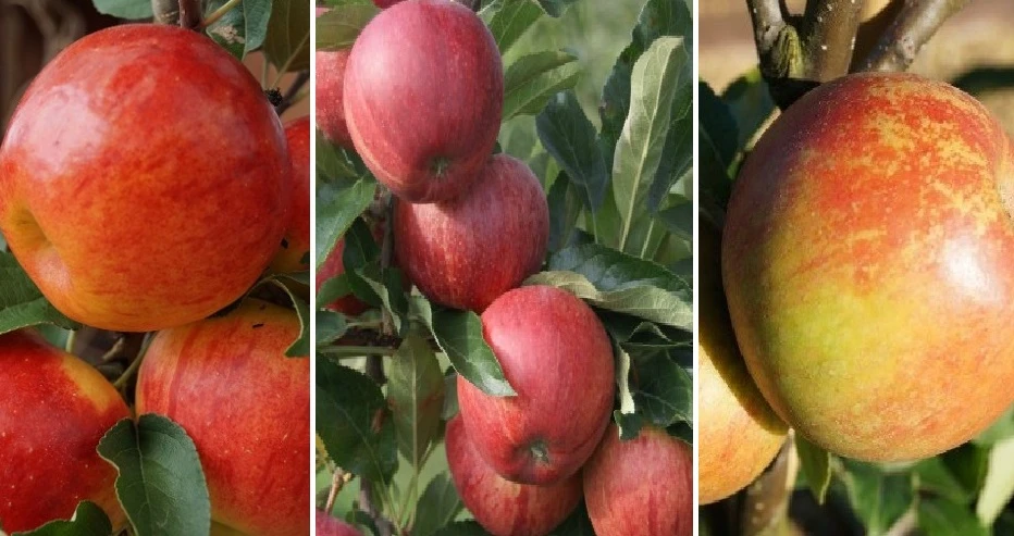 Halbstamm Drei-Sorten Apfelbaum (Gala, Elstar, Jonagold, Cox Orange) Malus Domestica 1 Halbstamm Drei-Sorten Apfelbaum (Gala, Elstar, Jonagold, Cox Orange) Malus Domestica