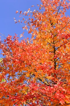 Schwarzer Tupelobaum Nyssa Sylvatica