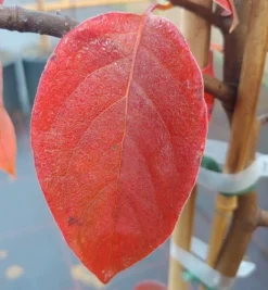 Schwarzer Tupelobaum Nyssa Sylvatica -Grüne Vielfalt Tupelobaum herbstf rbung 1